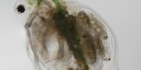 Microevolutionary Evidence: The Eyes Have It