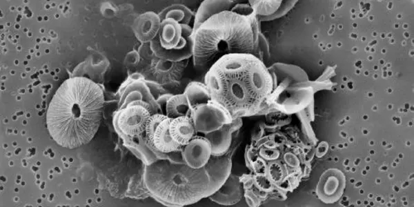 Increases In Certain Algae Could Impact Carbon Cycle