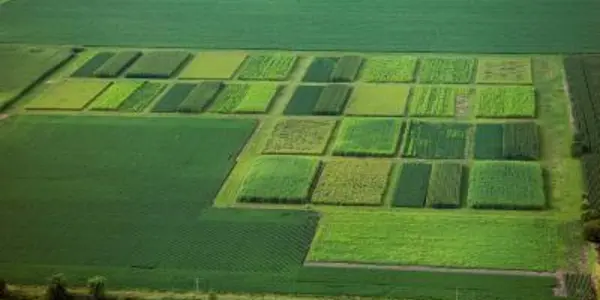 Perennial Biofuel Crops Reduce Nitrogen Losses