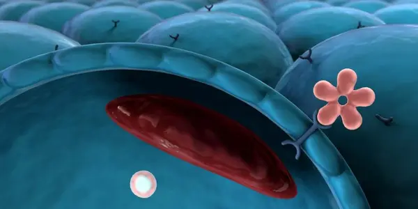 Restoring Electrical Conductivity In Pancreatic Islet Cells: A Cure For Type 2 Diabetes