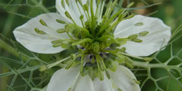 A Little Beauty