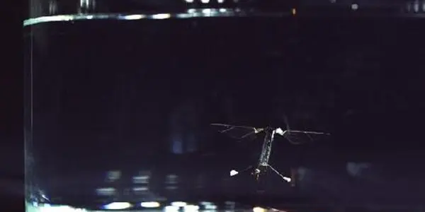 Flight - And Dive - Of The RoboBee