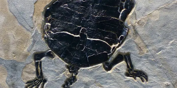 Cryptodiran Fossil Turtle