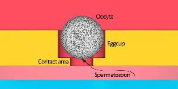 Mammalian Fertilization, Caught On Tape