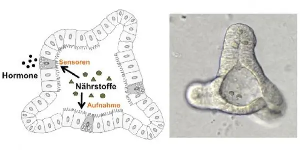 Mini-intestine Grown In A Test Tube