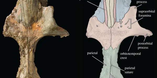Baleen Whale Borealodon: A New Stem Mysticete Helps To Unravel The Mysteries Of Whale-Fall Communities