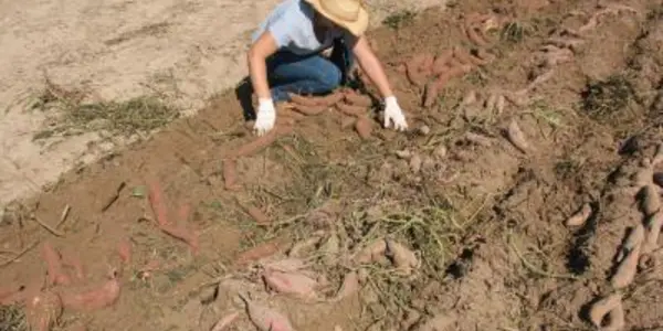 Optimizing Sweet Potatoes - People Want Uniform, Medium-Sized And No Blemishes