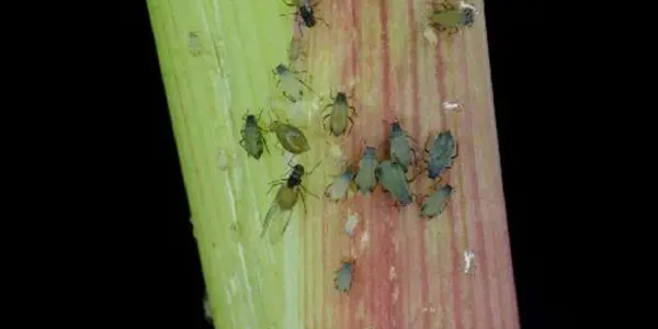 The Herbivore Dilemma: How Corn Plants Fights Off Simultaneous Attacks