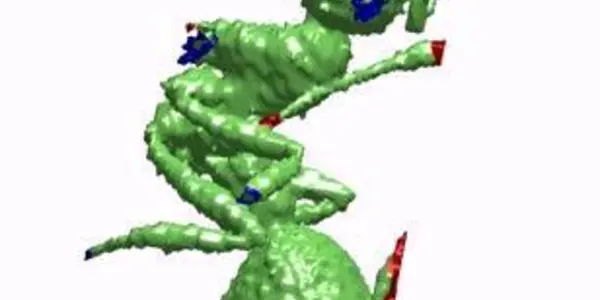 Fire Ant Engineers - Using No Leaders, They Are Both Bricklayers And Bricks