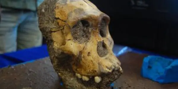 Trees? Australopithecus Sediba Had A Caveman Diet You Want No Part Of