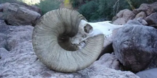 Prehistoric Poop Reveals Early Holocene Bighorn Sheep On Tiburon Island