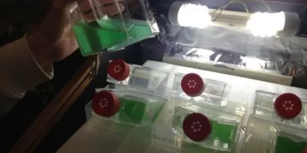 Aquatic Algae Adapt, And Use A Wider Range Of Light Than Land Kinds