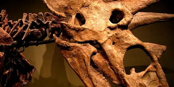 Titanoceratops - giant dinosaur from New Mexico