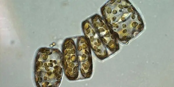 Bacterial Steroids: They Get 'Pumped Up' By CO2 From Dying Phytoplankton