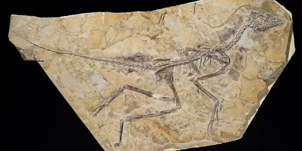 The Earliest Bird: How A Toe Bone Can Change History