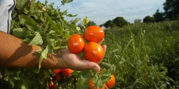 Hybrid Vigor: Genetic Modification Could Lead To Much Better Tomato Yields