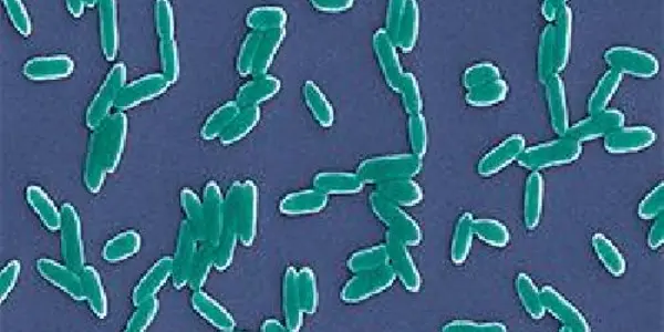 Bacterial Virulence Is Stimulated By Burns