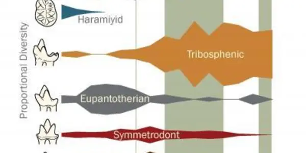 As Flowering Plants Radiated, Early Mammal Varieties Declined