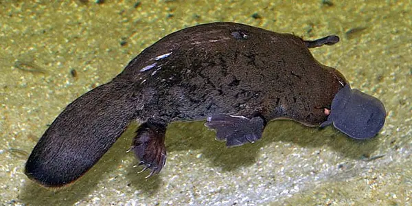 What The Platypus Genome Is and Isn't
