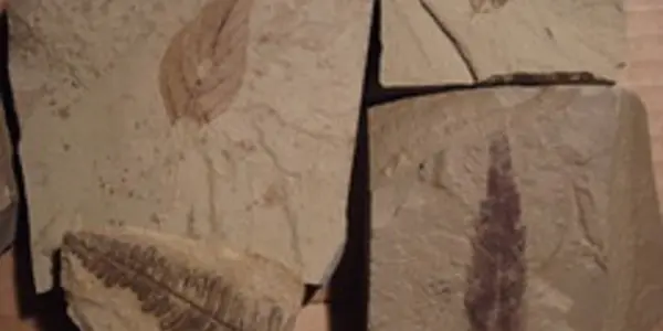 50-Million Year Old Fossils from McAbee