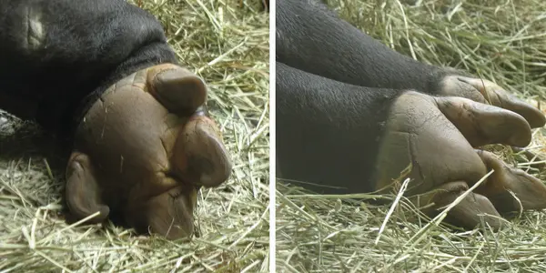 New research on a really freaking weird animal