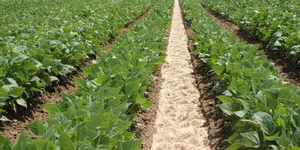 Crop Advances Grow With Protection