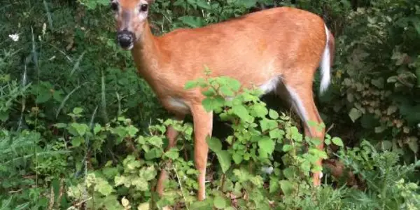Discovery: Many White-tailed Deer Have Malaria