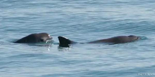 Bycatch Threatens Marine Mammals, But New Protections Hold Promise For Mexican Vaquita
