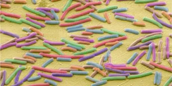 Did Infectious Disease Gene Changes Conquer The Human Evolution Bottleneck?