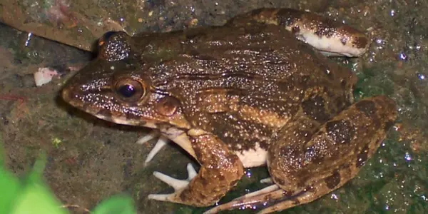 Salt Water Frogs?