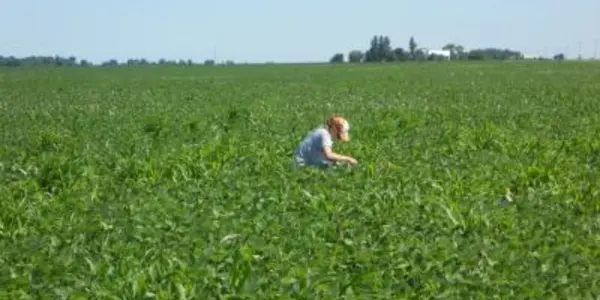 Better Growth, Less Soil Modification: Salt Tolerance Gene In Soybean Found