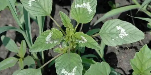 Palmer Amaranth Could Affect Illinois Soybean Yield