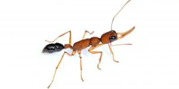 Why Worker Ants Turn Into Warrior Queens: Dopamine?