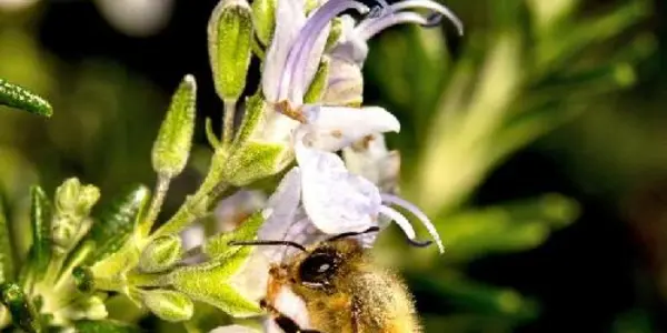 Starvation As Babies Makes Bees Stronger As Adults