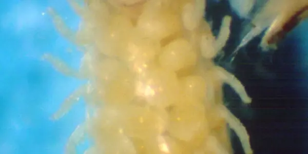 Are Gribble Guts The Secret For Biofuel?