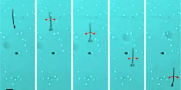 MagnetoSperm, Magnetic Fields And The Rise Of The 'Brobots'