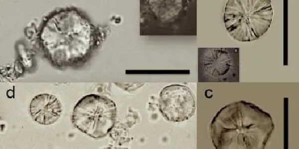 Organic Paranoia Is Not New: Ancient Communities Resisted New Farming Practices Too
