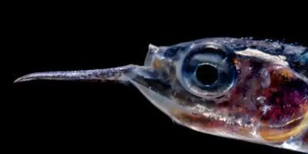 Mesopelagic Fish Biomass In The Ocean Is 10X Higher Than Estimated