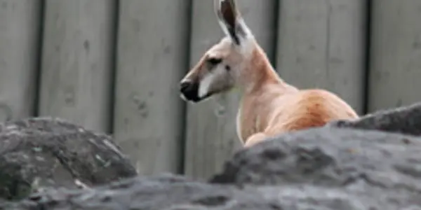 Australia: Dinosaurs, Kangaroos, Kookaburras and Koalas