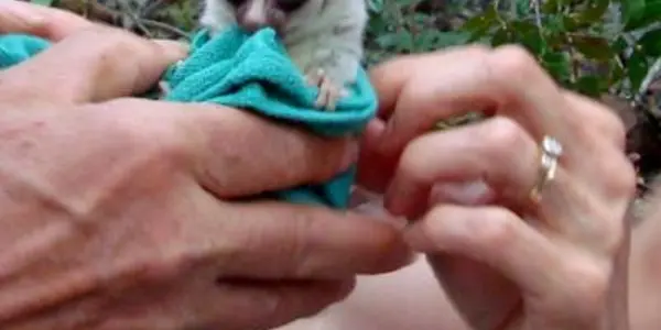 Hibernating Is Not The Only Unique Thing About This Primate