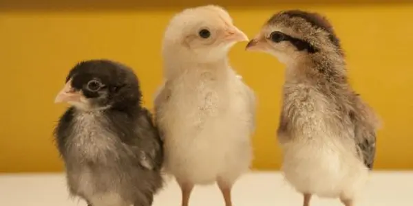 Fearful Chickens And Worried Mice: Shared Genetic Influences On Anxiety