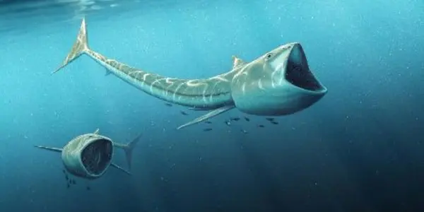 Fossil Discovery: Extraordinary 'big-mouthed' Fish From Cretaceous Period