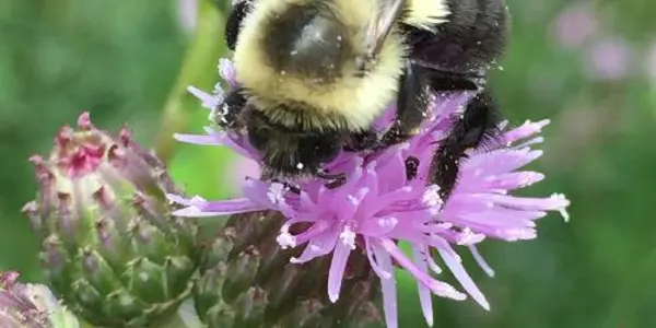 Bees: 'We're More Complicated Than You Think'