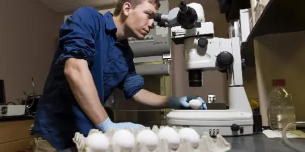 Researchers Track Neural Stem Cells By Coloring Chicken Eggs From The Inside