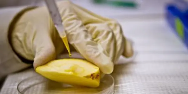 Toxic Nanoparticles May Already Be In Our Food Supply