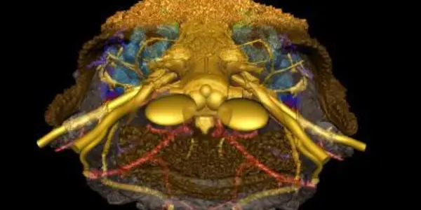 How Did Vertebrates Evolve A Face?