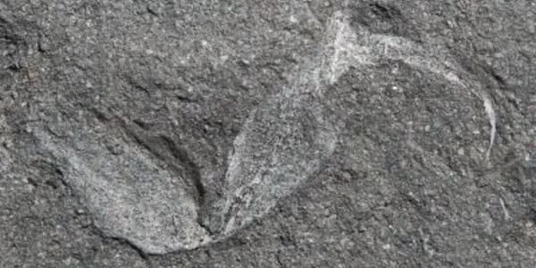 Gondwanascorpio Emzantsiensis: Oldest Land-living Animal From Godwana Discovered