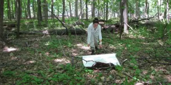 Black-Legged Ticks Linked To Encephalitis