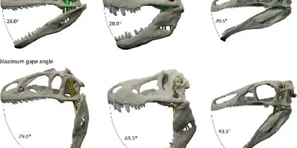 How Dinosaurs' Jaws Influenced Their Diet