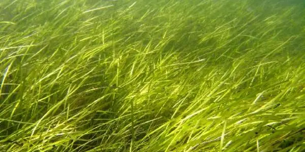 Genome Of The Flowering Plant That Returned To The Sea